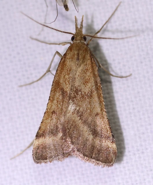 Synaphe punctalis - hosszúlábú fényilonca