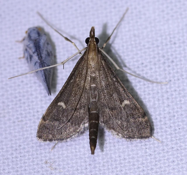 Dolicharthria punctalis - hosszúlábú tűzmoly
