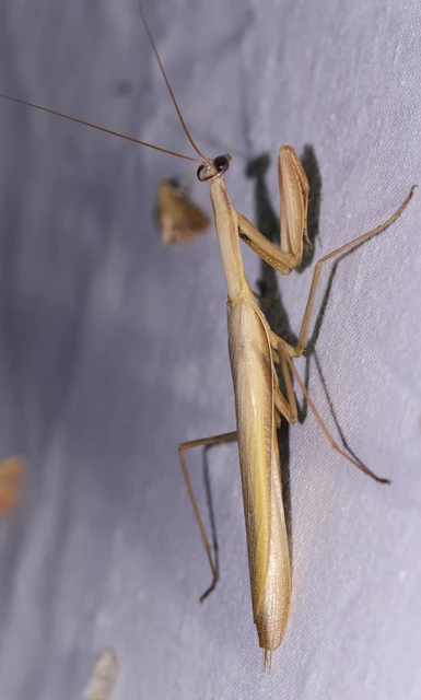 Mantis religiosa - imádkozósáska