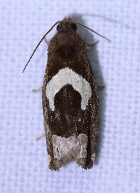 Epiblema foenella - kampósfoltú tükrösmoly