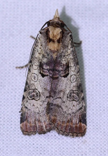 Epilecta linogrisea - karcsú sárgafűbagoly