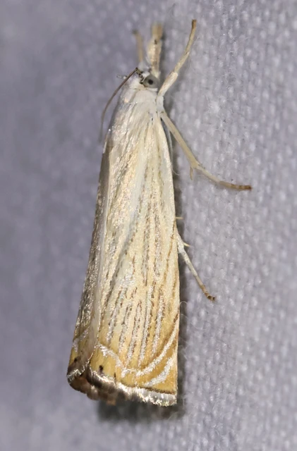 Chrysoteuchia culmella - kerti fűgyökérmoly