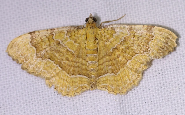 Camptogramma bilineata - kétvonalas sávosaraszoló