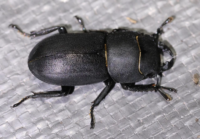 Dorcus parallelipipedus - kis szarvasbogár