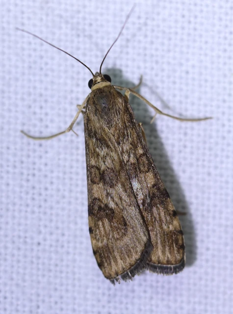 Nomophila noctuella - közönséges vándormoly