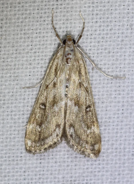 Parapoynx stratiotata - közönséges vízimoly