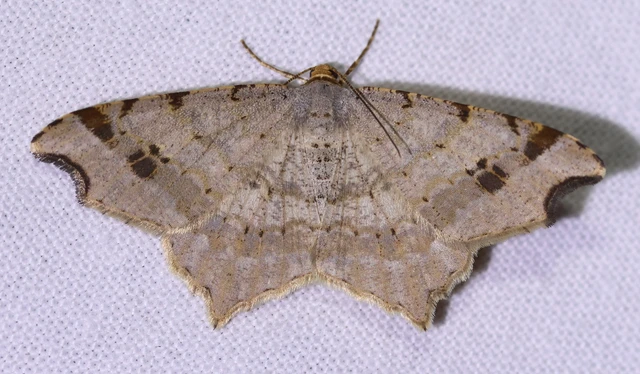 Macaria alternata - közönséges szürkearaszoló