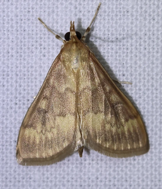 Ostrinia nubilalis - kukoricamoly