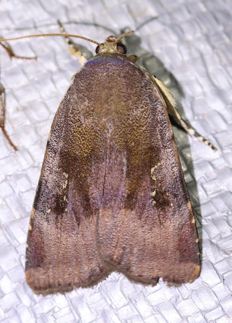 Noctua janthe/janthina