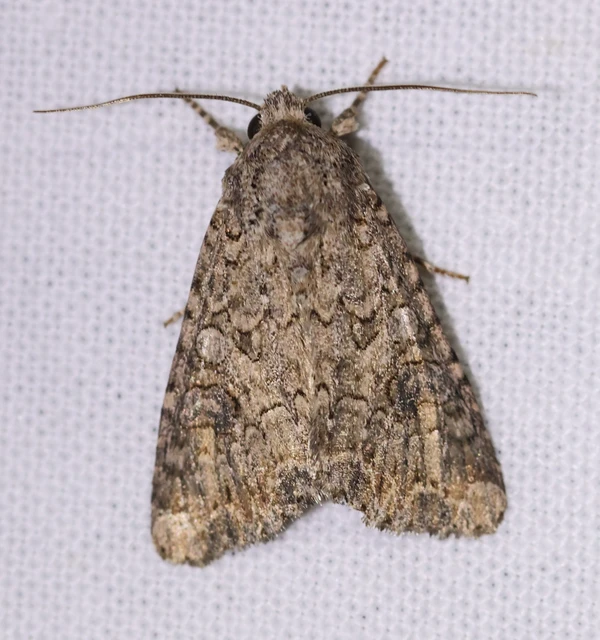 Hadula trifolii - lóherebagoly