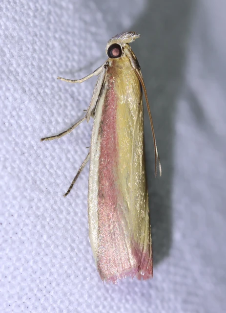 Oncocera semirubella - lucernamoly