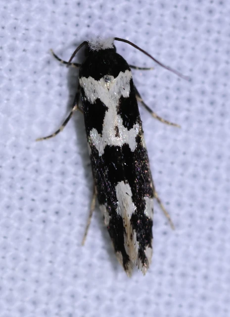 Neurothaumasia ankerella - magyarmoly