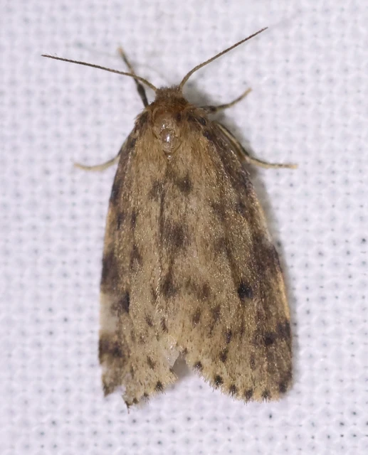 Thumata senex - mocsári medvelepke