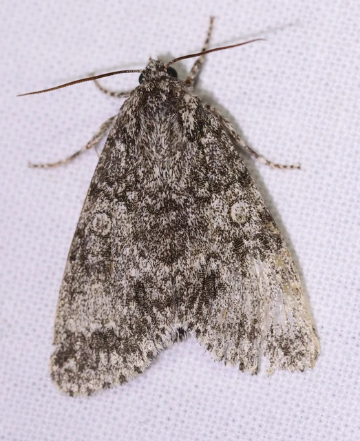 Acronicta megacephala - nagyfejű szigonyosbagoly