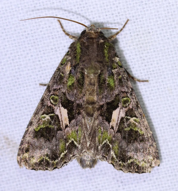 Trachea atriplicis - nyári zöldbagoly
