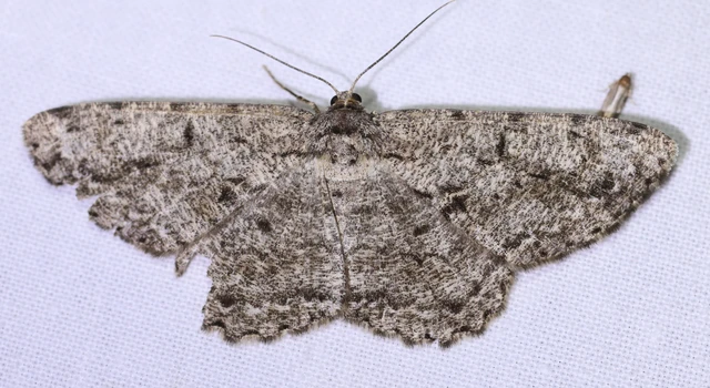 Hypomecis roboraria - nagy tölgyfaaraszoló