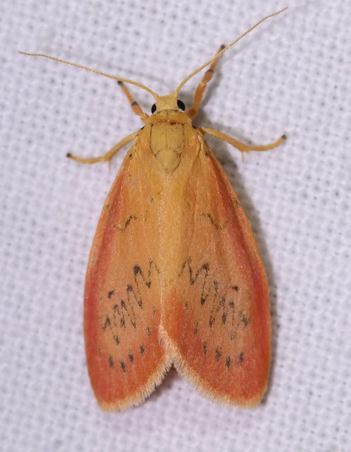 Miltochrista miniata - piros medvelepke