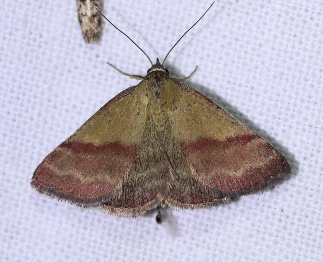 Phytometra viridaria - pirossávos bagoly