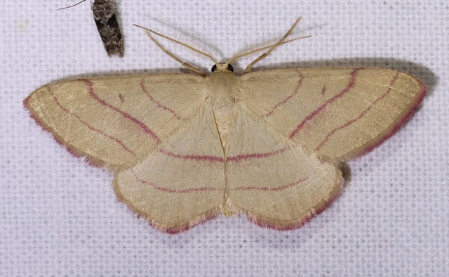 Rhodostrophia vibicaria - pirosszélű araszoló