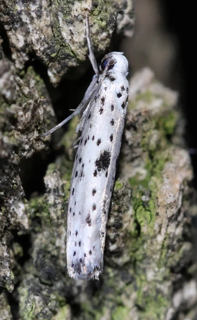 Yponomeuta plumbella - pókhálós bengemoly