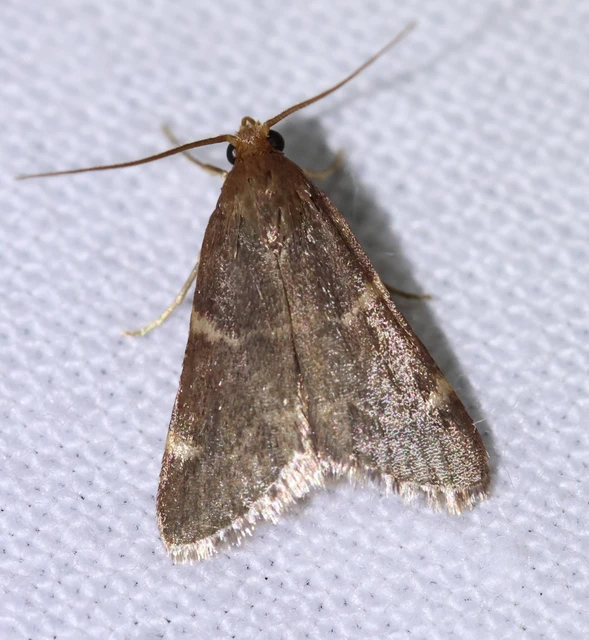 Pyralis perversalis - pusztai fényilonca