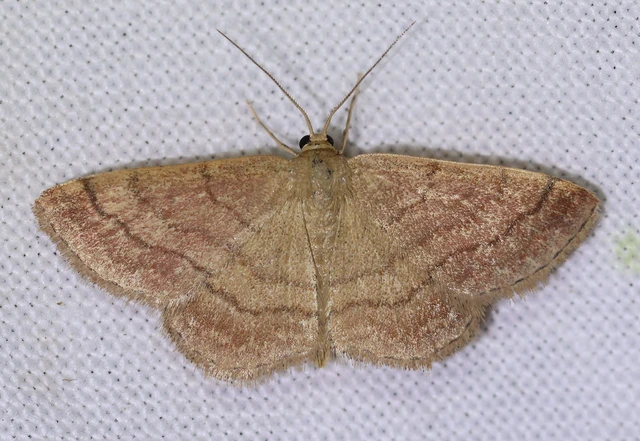 Scopula rubiginata - réti pirosaraszoló