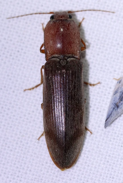 Stenagostus rhombeus - rombusznyakú pattanó