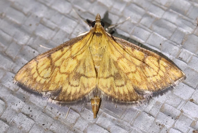 Ecpyrrhorrhoe rubiginalis - rozsdavörös tűzmoly