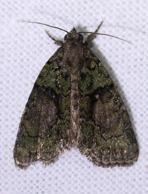 Cryphia algae - sárgászöld zuzmóbagoly