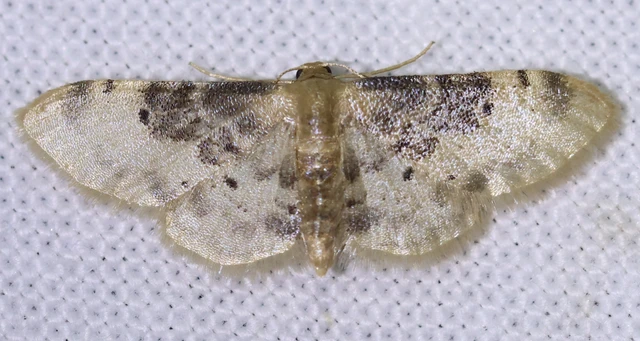 Idaea filicata - sötéttövű apróaraszoló