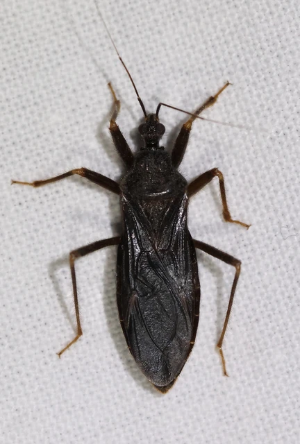 Reduvius personatus - szemetes zugpoloska