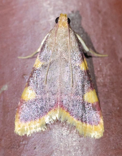 Hypsopygia costalis - szénailonca
