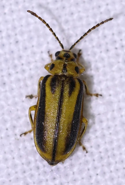 Xanthogalerucella luteola - szilfa-olajosbogár