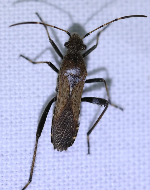 Alydus calcaratus - szőrös tövispoloska