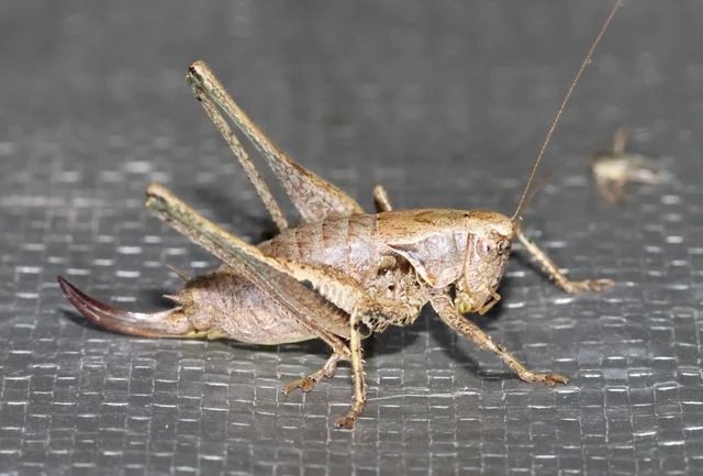 Pholidoptera griseoaptera - szürke avarszöcske Pholidoptera griseoaptera - szürke avarszöcske