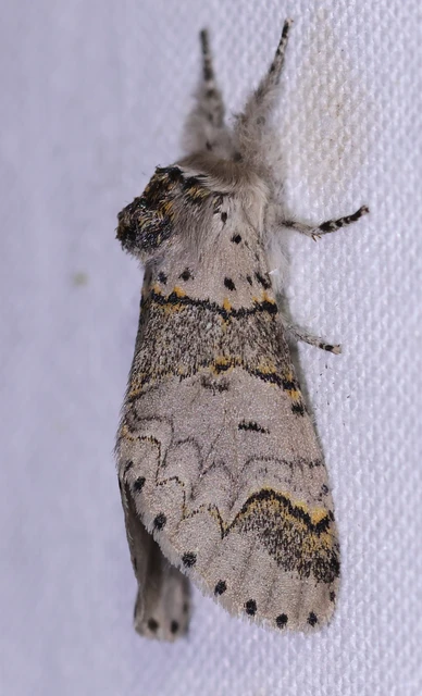Furcula furcula - szürke púposszövő