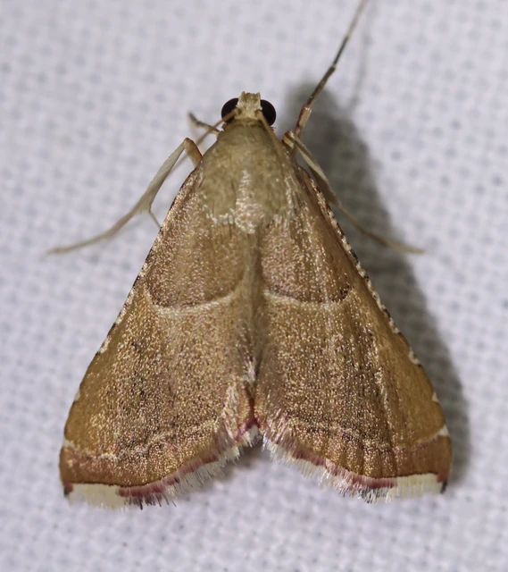 Endotricha flammealis - tüzesszárnyú fényilonca