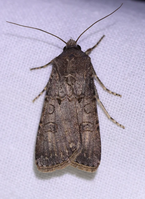 Agrotis segetum - vetési földibagoly