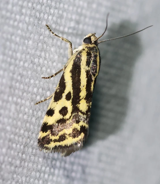 Emmelia trabealis - zebrabagoly