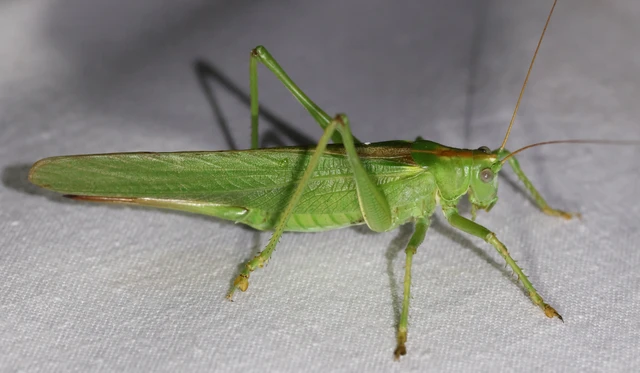 Tettigonia viridissima - zöld lombszöcske
