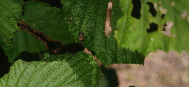 Kleidocerys resedae - nyírbodobács