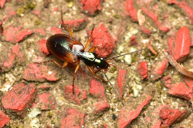 Anchomenus dorsalis - hátfoltos kisfutó