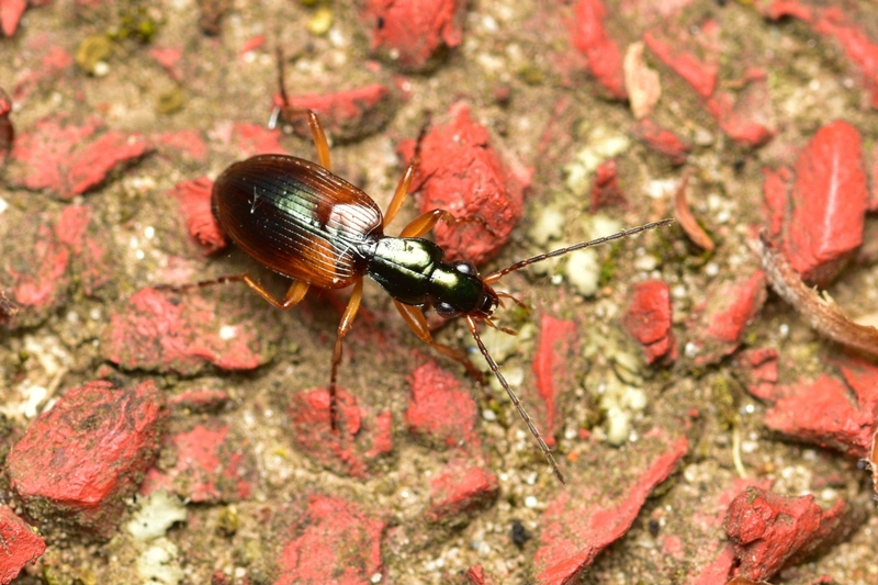 hátfoltos kisfutó - Anchomenus dorsalis