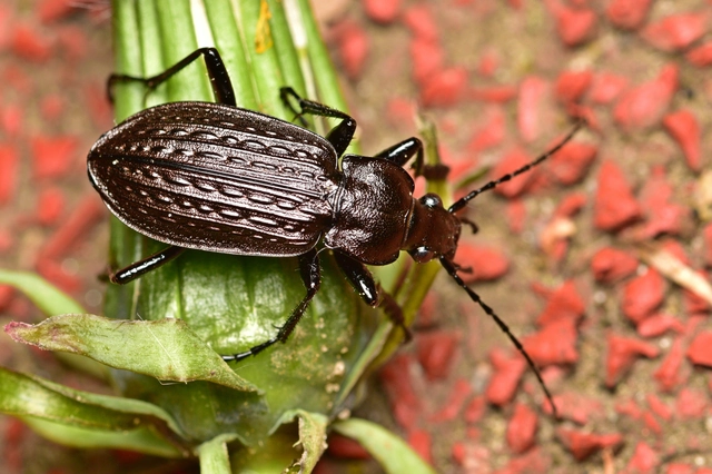 Carabus granulatus - mezei futrinka Carabus granulatus - mezei futrinka