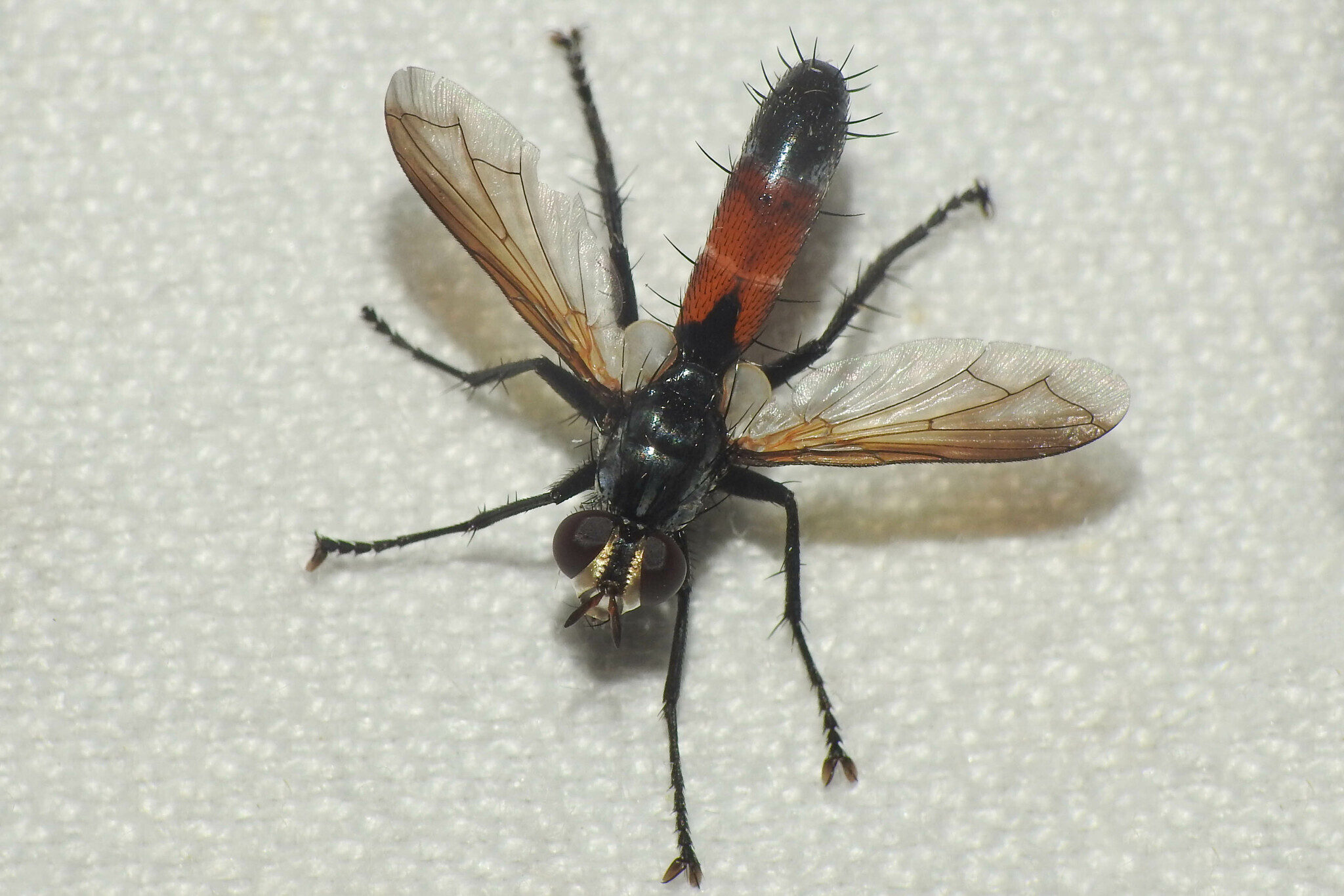 Cylindromyia intermedia