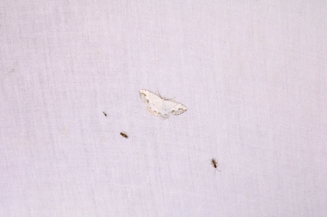 Scopula ornata - díszes fehéraraszoló