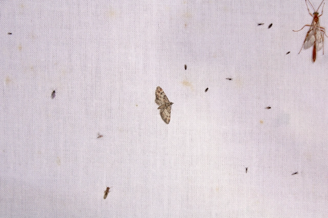 Gymnoscelis rufifasciata - vöröscsíkos törpearaszoló