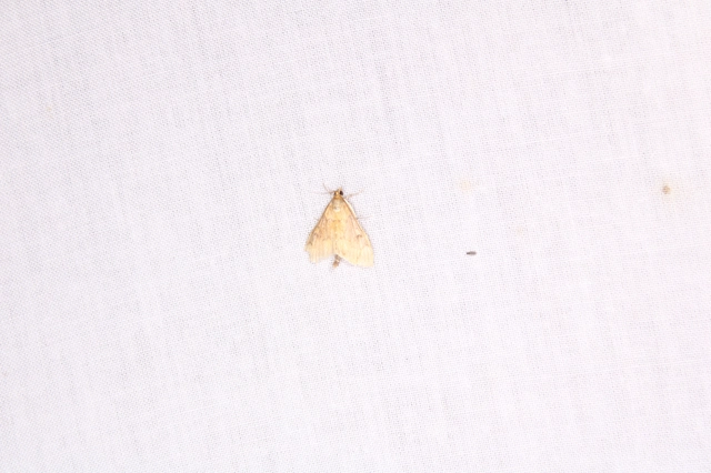 Ostrinia nubilalis - kukoricamoly