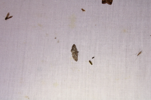 Gymnoscelis rufifasciata - vöröscsíkos törpearaszoló