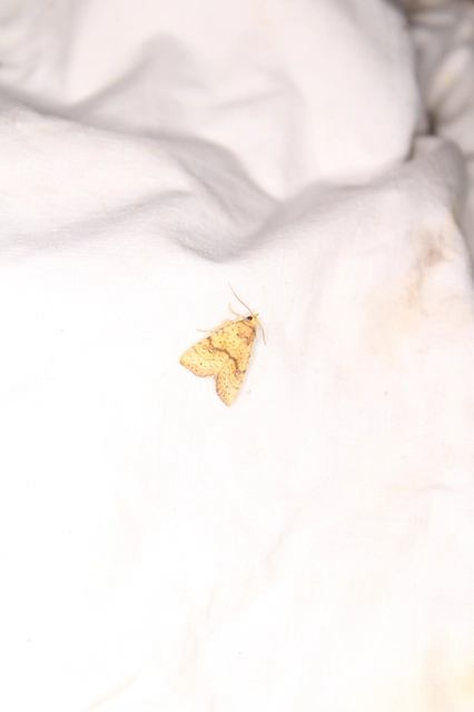 Tiliacea sulphurago - kénes sárgabagoly
